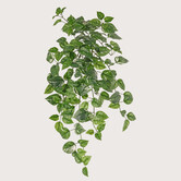 Pothos hangplant Groen H80 FR (Brandvertragend)