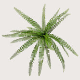 Nephrolepis Varen Steker FR H62 (Brandvertragend)