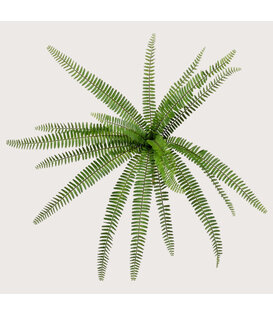 Nephrolepis Varen Steker FR H62 (Brandvertragend)