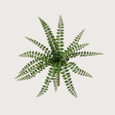 Pellaea Fern Stick FR H36 (Fire retardant)