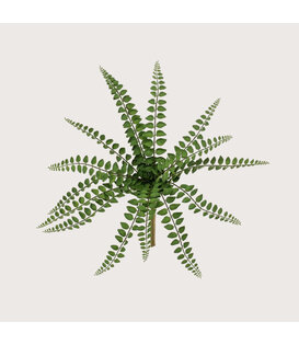 Pellaea Varen Steker FR H36 (Brandvertragend)