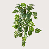 Scindapsus Pothos Hangplant Groen FR H70 (Brandvertragend)