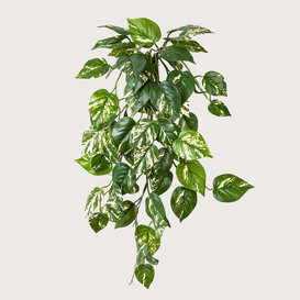 Scindapsus Pothos Hangplant Groen FR H70 (Brandvertragend)