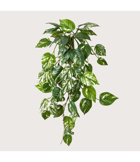 Scindapsus Pothos Hanging Plant Green FR H70 (Fire retardant)