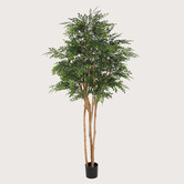 Murraya tree Green H245