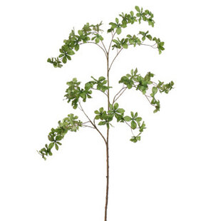 Japanese Enkianthus Leaf Green H157