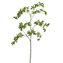 Japanese Enkianthus Leaf Green H157