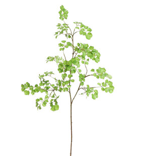 Celery Leaf Green H160