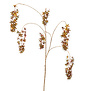 Wisteria H133 Bruin