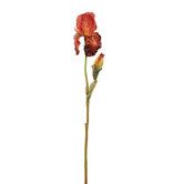 Iris Branch Brown H79