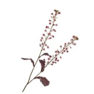 Primula Tak Roze H85