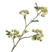 Helleborus Branch CR/GRN H100