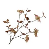 Hortensia Tak Mauve H116