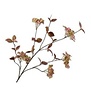 Hortensia Tak Mauve H116
