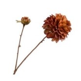 Dahlia Tak Bruin H73