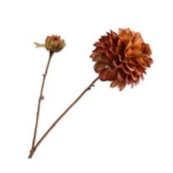 Dahlia Tak Bruin H73