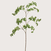 Japanse Enkianthus Blad Groen H157