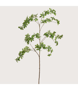 Japanse Enkianthus Blad Groen H157