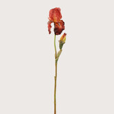 Iris Branch Brown H79