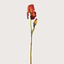 Iris Branch Brown H79