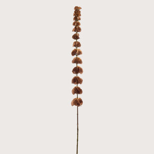 Molucellia Brown H120