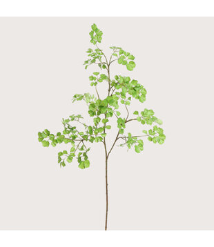 Celery Blad Groen H160