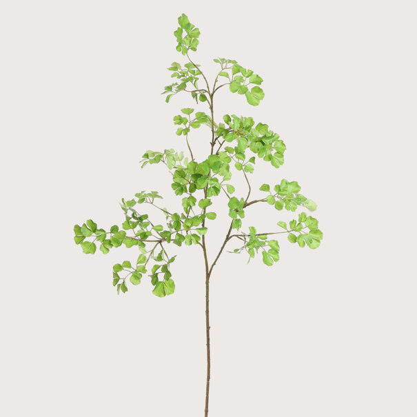 Celery Leaf Green H160