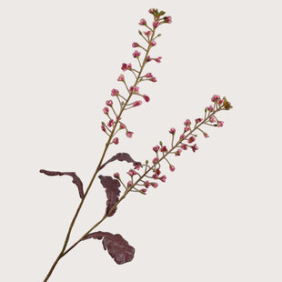 Primula Tak Roze H85