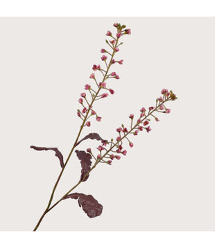 Primula Tak Roze H85