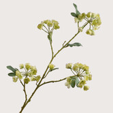 Helleborus Branch Green H100