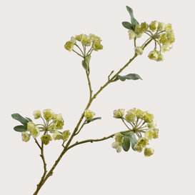 Helleborus Tak Groen H100
