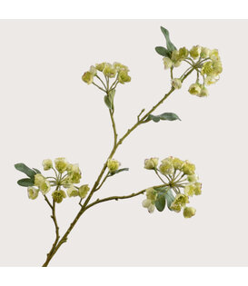 Helleborus Branch Green H100