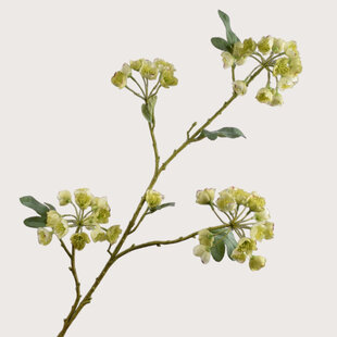 Helleborus Tak Groen H100