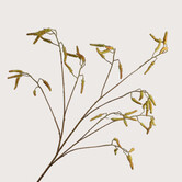 Willow Branch Green H142