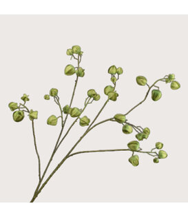 Physalis Branch Green H123