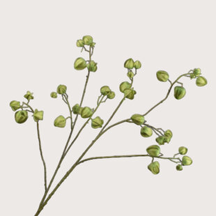 Physalis Tak Groen H123