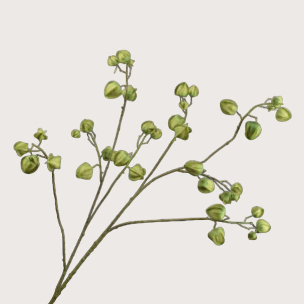 Physalis Branch Green H123