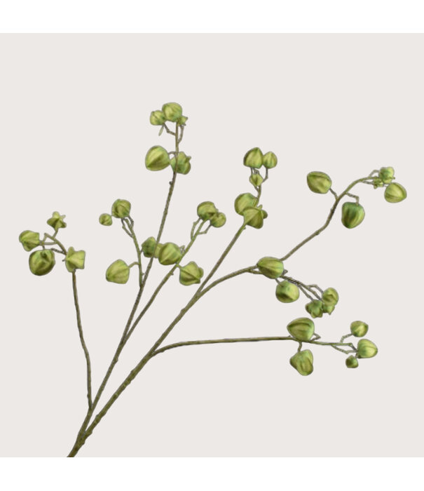 Physalis Branch Green H123