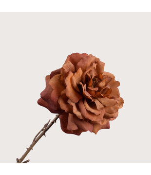 Rose Brown H76