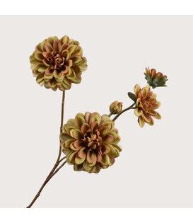 Dahlia Tak Groen H70