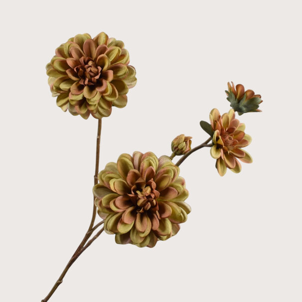 Dahlia Tak Groen H70