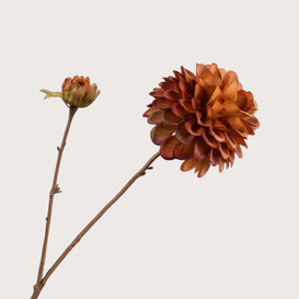 Dahlia Tak Bruin H73