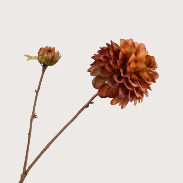 Dahlia Tak Bruin H73