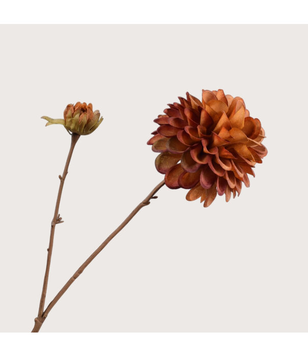 Dahlia Tak Bruin H73