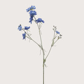 Delphinium Blue H84