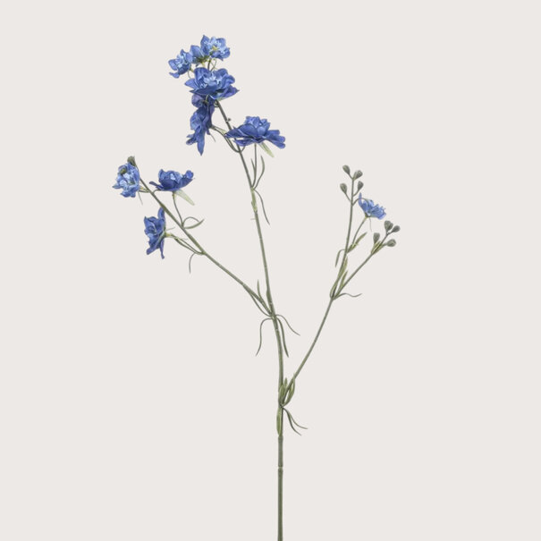 Delphinium Blue H84
