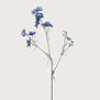 Delphinium Blue H84