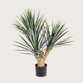 Yucca Rostrata UV H70 D70