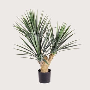 Yucca Rostrata UV H70 D70
