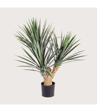 Yucca Rostrata UV H70